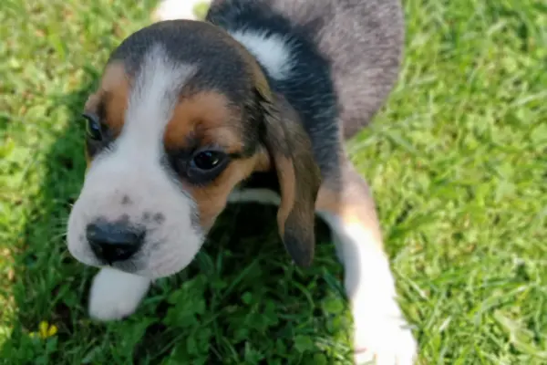 Beagle tricolor