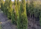 Tuja Szmaragd/ Thuja occidentalis 'Smaragd' 140-160cm Balot