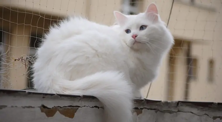 Hodowla Kotów Syberyjskich & Neva Masquerade Nowa Era*PL