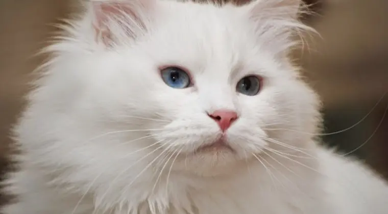 Hodowla Kotów Syberyjskich & Neva Masquerade Nowa Era*PL