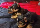 Yorkshire terrier 