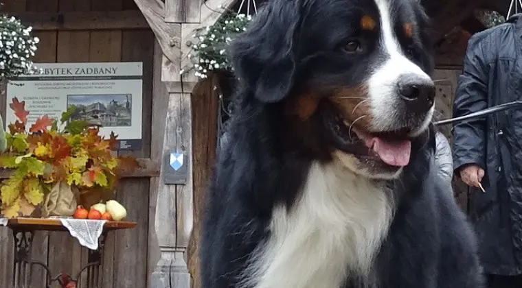Bernese Mountain Dog insemination services frozen and chilled semen still available