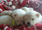 Pomeranian szpic miniaturowy z rodowodem ZKWP FCI pedigree