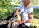 Dog niemiecki suczka pręgowana