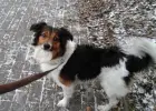 Poczciwy piesek szuka domu