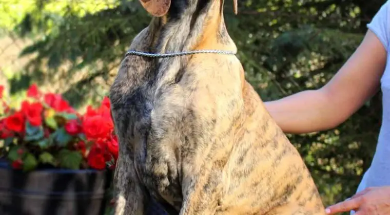 Dog niemiecki suczka pręgowana