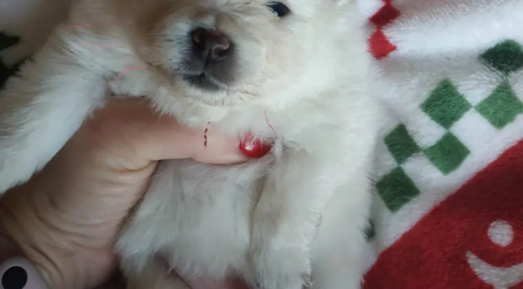 Pomeranian szpic miniaturowy z rodowodem ZKWP FCI pedigree