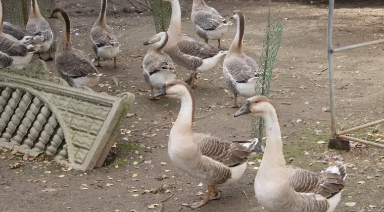sprzedam gęsi i indyki