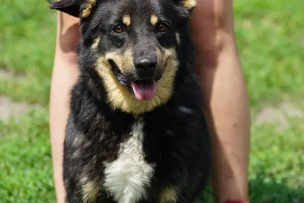 Digo - spędził już 6 lat w schronisku, szukamy domu.