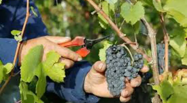 Praca sezonowa we Francji,winobranie