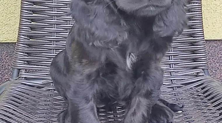 Cocer Spaniel Angielski