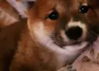 Shiba Inu hodowla Visum Videre FCI