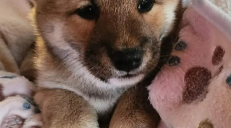 Piękne szczeniaczki Shiba Inu