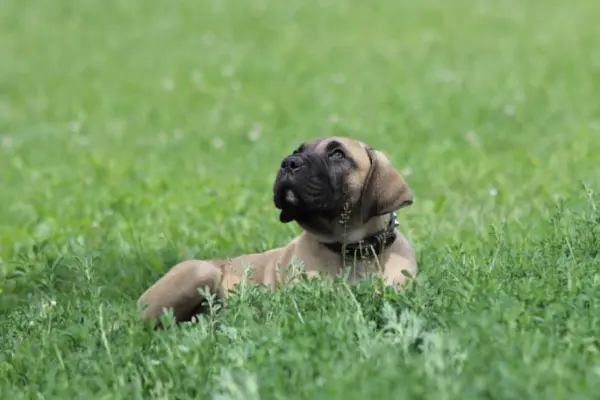 Presa Canario Dog Kanaryjski