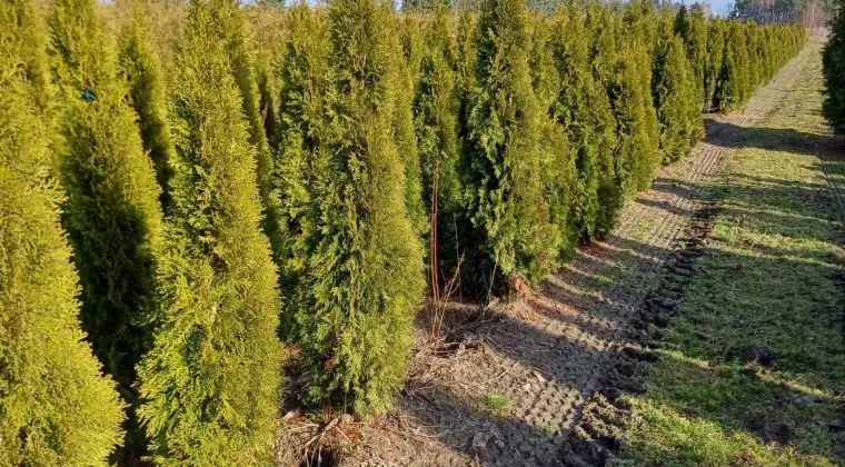 Tuja Szmaragd/ Thuja occidentalis 'Smaragd' 140-160cm Balot
