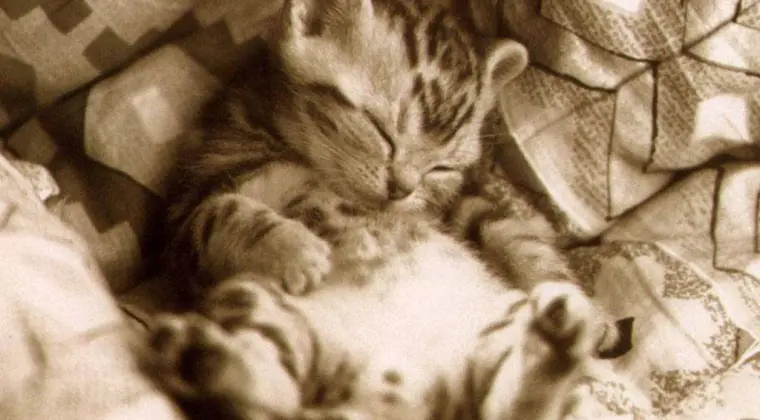 Kociara szuka fajnych ludzi do poznania się 35 - 45 tylko kobietki