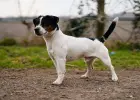 Jack Russell Terrier REPRODUKTOR