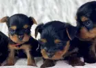 Śliczne szczenięta yorkshire terrier